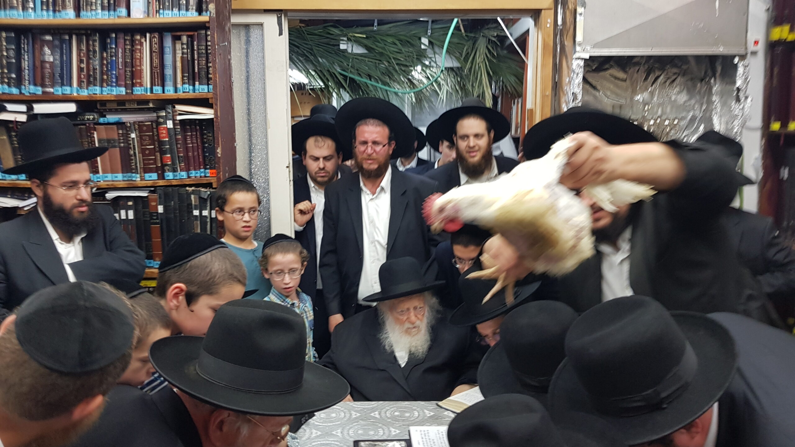 כיסוי הדם: מורינו הגראי”ש שליט”א במצוות כיסוי הדם לאחר כפרות עם אביו מרן שר התורה זיע”א